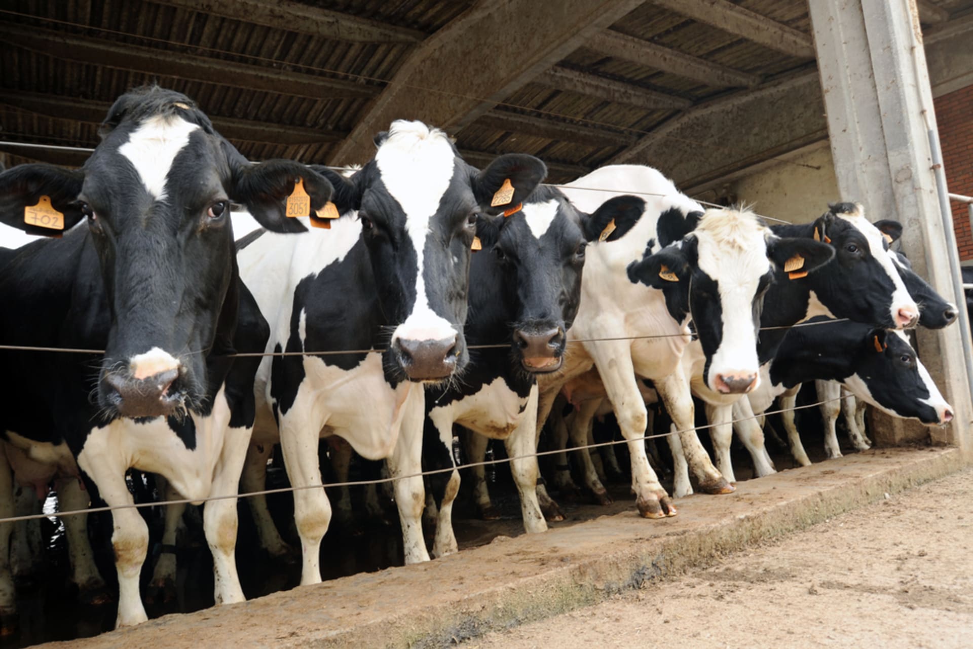 Turecký farmář zkouší pomocí virtuální reality přimět své krávy, aby dojily více mléka. (Ilustrační foto)