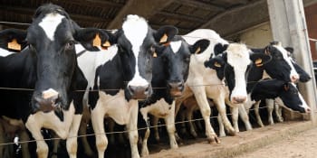 Farmář zvyšuje dojivost krav projekcí virtuálních pastvin. Ochránci zvířat protestují