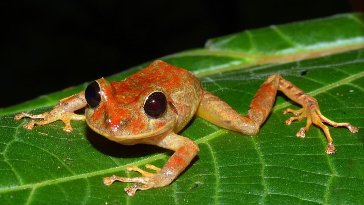 Nový druh žáby z panamské džungle dostal jméno po aktivistce Thunbergové. 