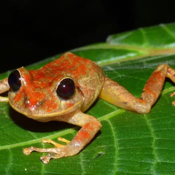 Nově objevenou žábu ekology z Rainforest Trust pojmenovali po Gretě Thunbergerové