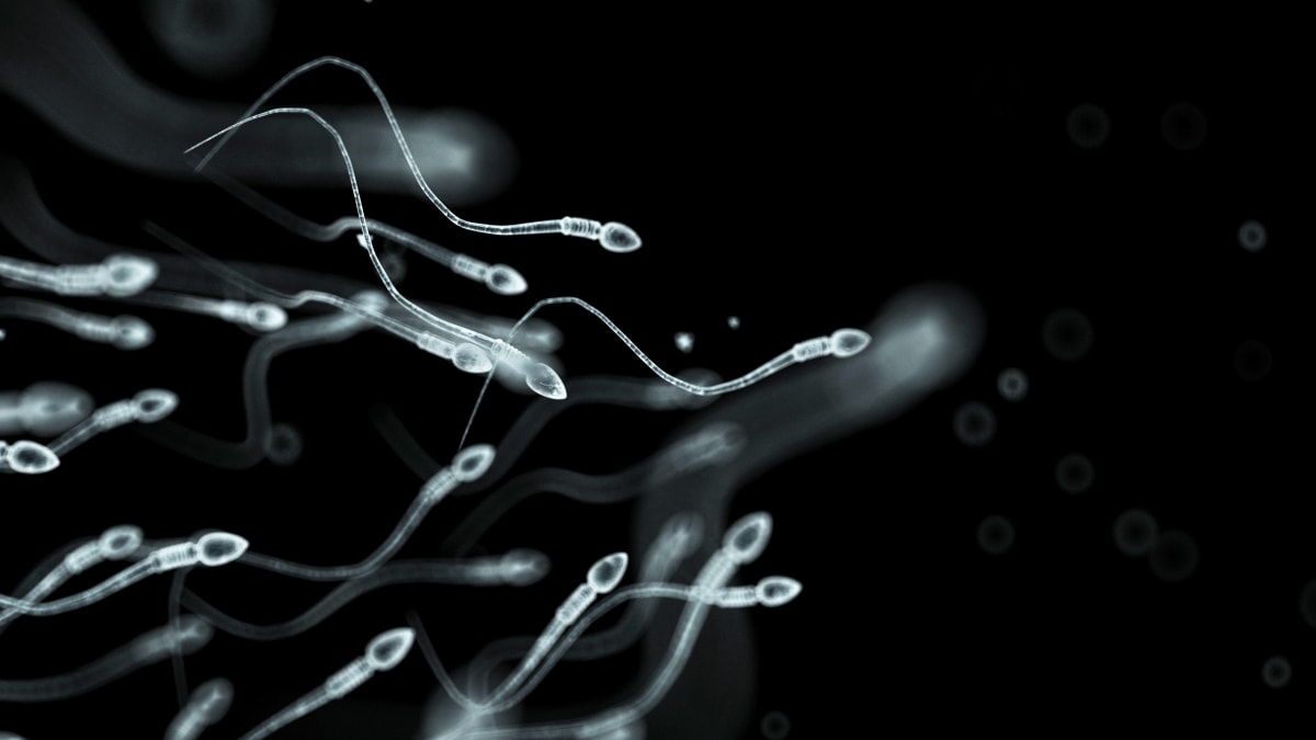 Covid do určité míry dočasně poškozuje kvalitu spermií, tvrdí belgická studie. (Ilustrační foto)