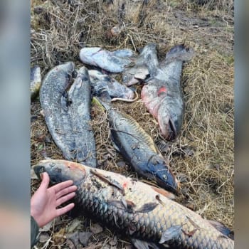 Ekologická pohroma nedaleko Štětí na Litoměřicku. Rybáři z vody vytahali stovky mrtvých ryb.