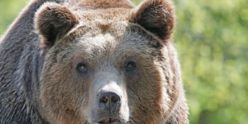 Nedaleko Prahy se potuluje medvěd. Viděl ho další svědek, policie varuje obyvatele