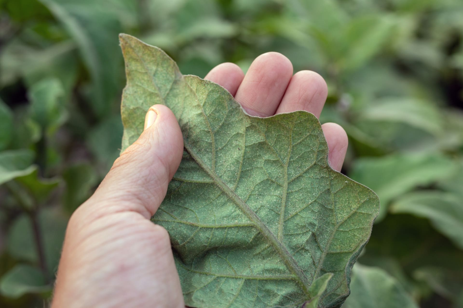 Pokud jste svilušky objevili na listech brzy, mohlo by pomoci osprchování rostlin a omytí listů vlhkou houbičkou
