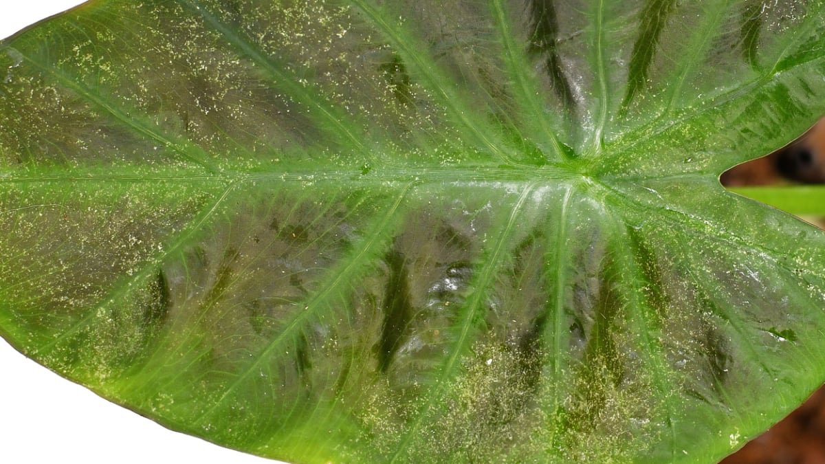 Detailní záběr listu pnapadeného sviluškami na pokojové rostlině 