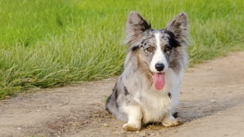 Merle nebo lilac zbarvení psů: Barva srsti, která může nosit smůlu