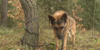 Majitelce se v lese ztratil pes. Uvízlého a vystresovaného ovčáka našel až dron