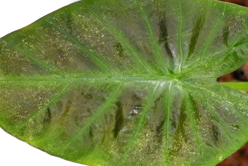 Detailní záběr listu napadeného sviluškami na pokojové rostlině 
