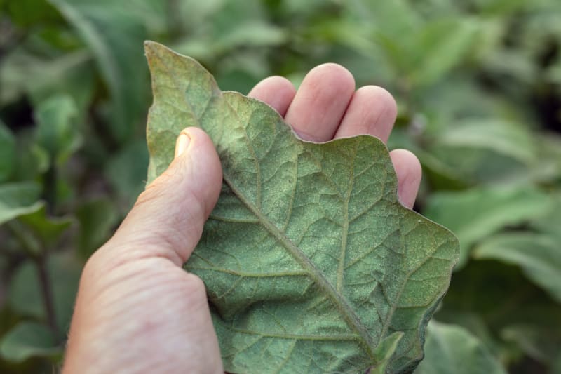 Pokud jste svilušky objevili na listech brzy, mohlo by pomoci osprchování rostlin a omytí listů pomocí vlhké houbičky