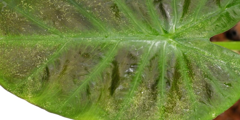 Detailní záběr listu napadeného sviluškami na pokojové rostlině 