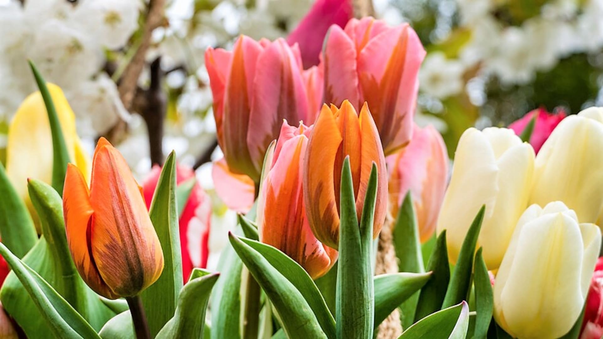 Tulipány (Tulipa) jsou pravé cibule, sázejí se na podzim a kvetou na jaře.