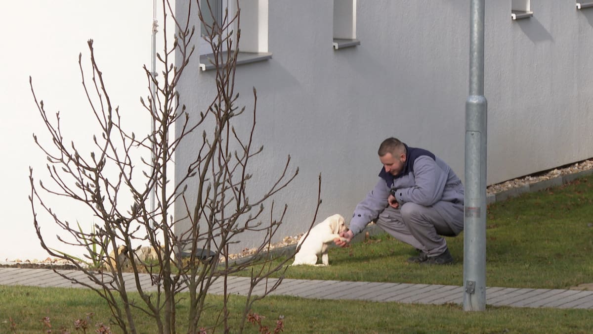 V otevřené věznici v Jiřících vězni vychovávají vodicí psi.