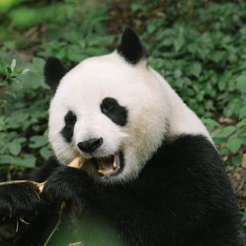 Panda pojídá bambus