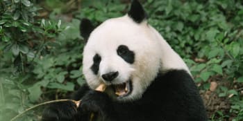 Bakterie ve střevech se pandám mění podle ročního období, to jim umožňuje přežít