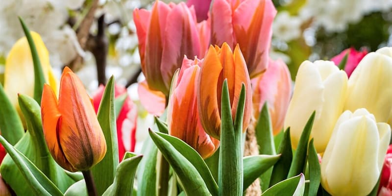 Tulipány (Tulipa) jsou pravé cibule, sázejí se na podzim a kvetou na jaře.