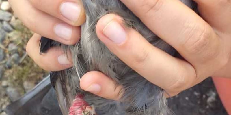 Provázky omotané kolem pařátků holubům způsobují bolesti, zranění a často i trvalý hendikep.