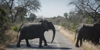 Rozzuřený slon napadl auto i s čtyřčlennou rodinou. Posádka byla bezbranná