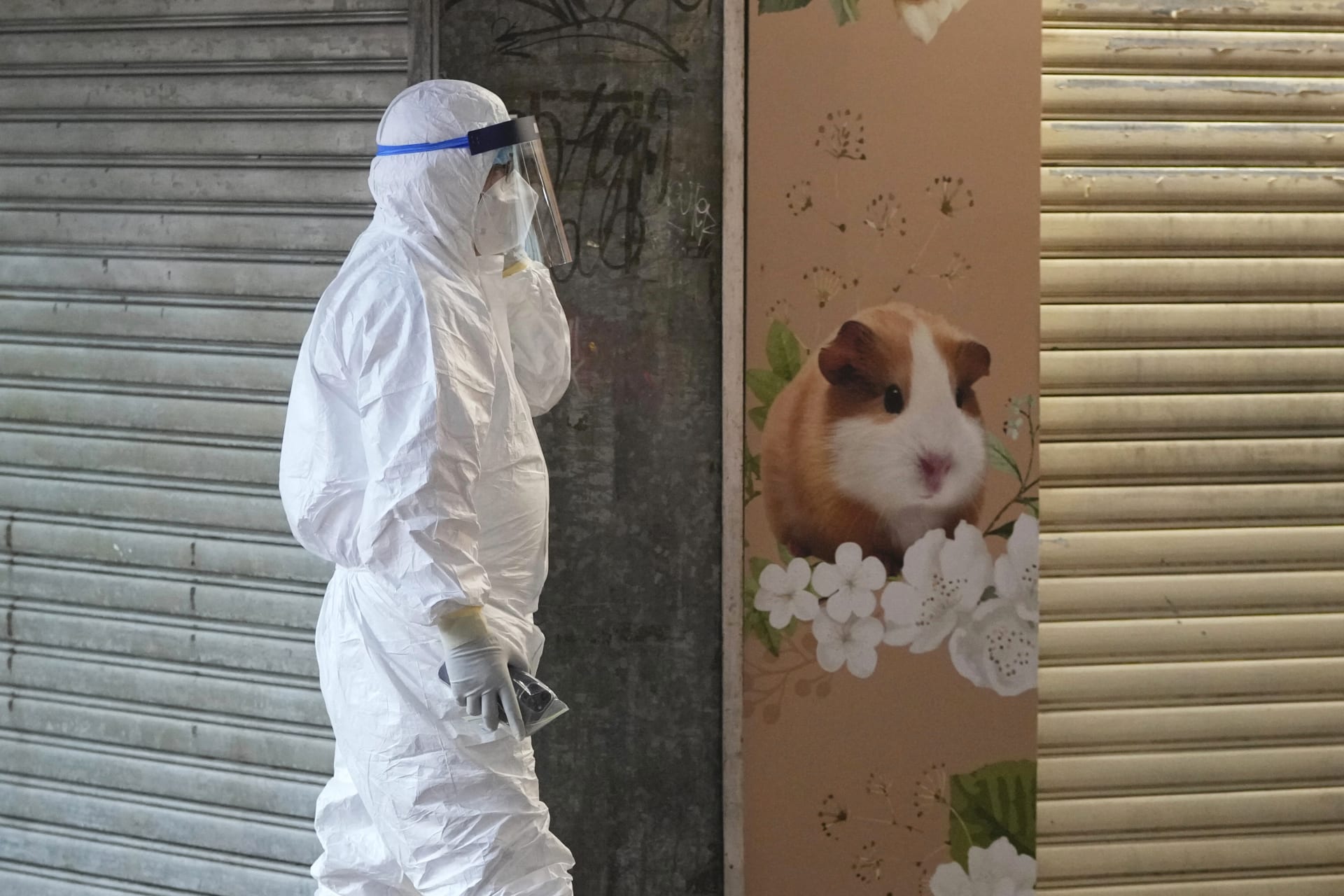 Hongkong se rozhodl utratit tisíce křečků poté, co se zvířata nakazila koronavirem.