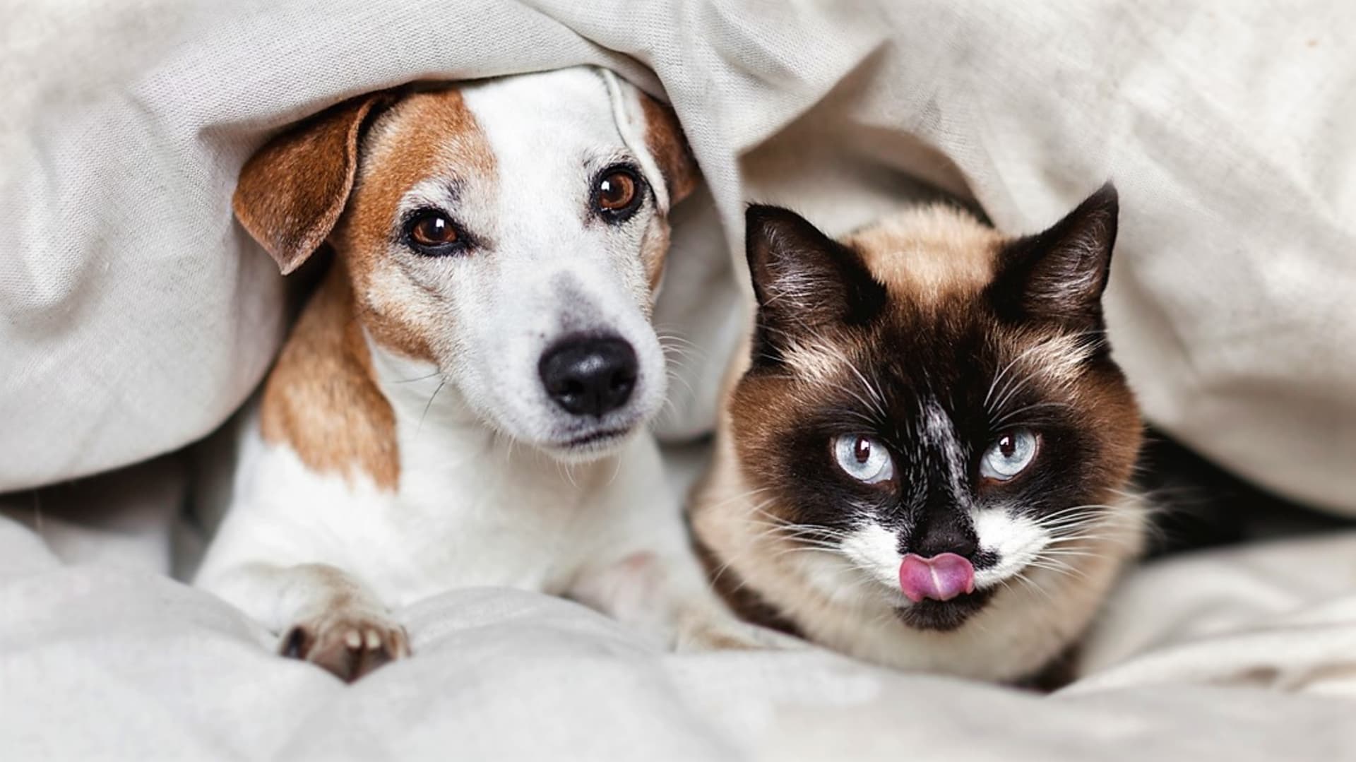 Cibule ani česnek  psům a kočkám posílit imunitu nepomohou, naopak jim můžou ublížit