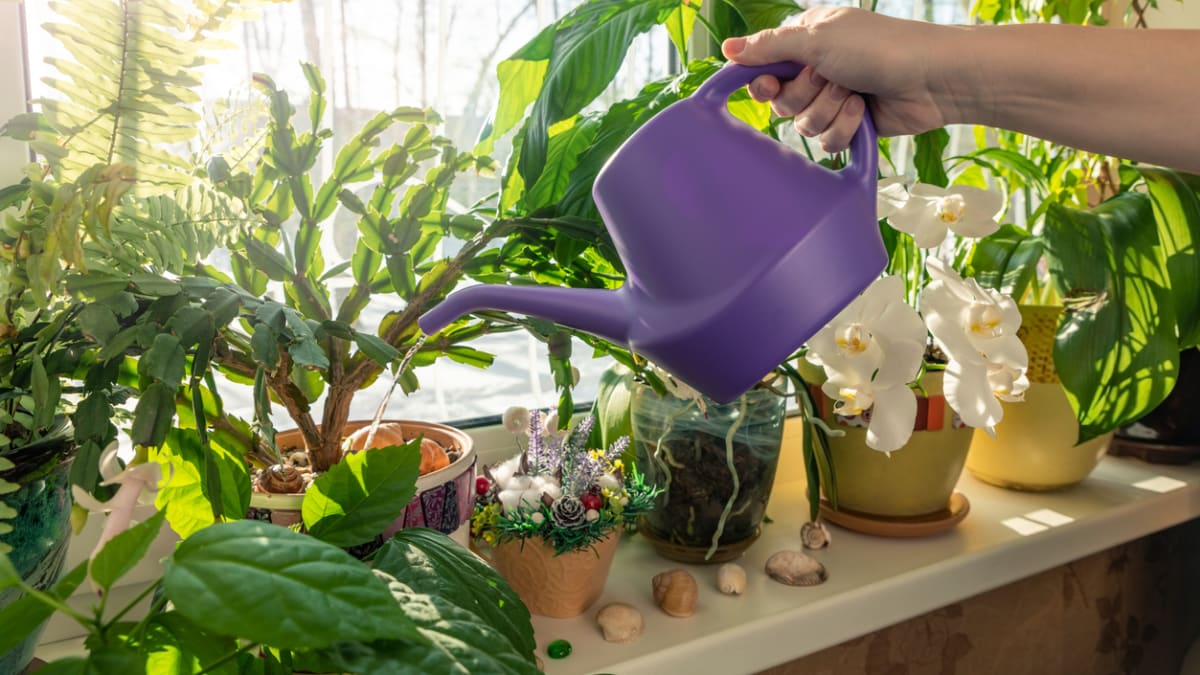 Jak správně zalévat pokojové rostliny