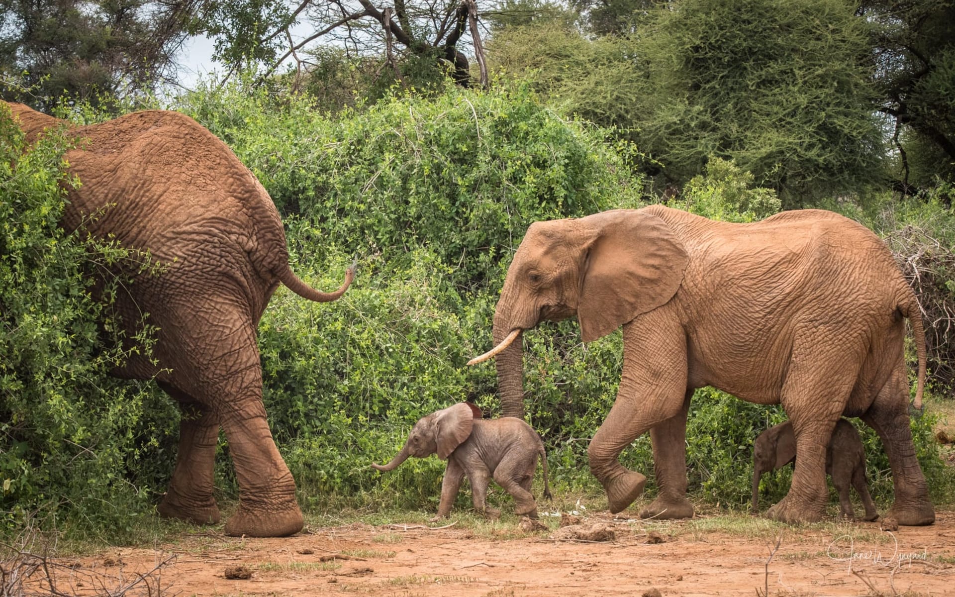 Sloní mláďata objevili průvodci na safari.