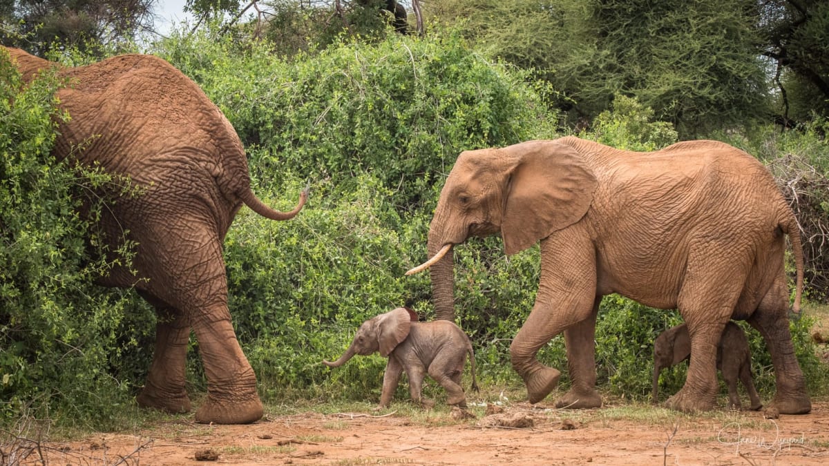 Sloní mláďata objevili průvodci na safari.