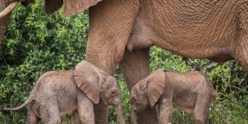 Ochránci v Keni objevili sloní dvojčata, obávají se o jejich život