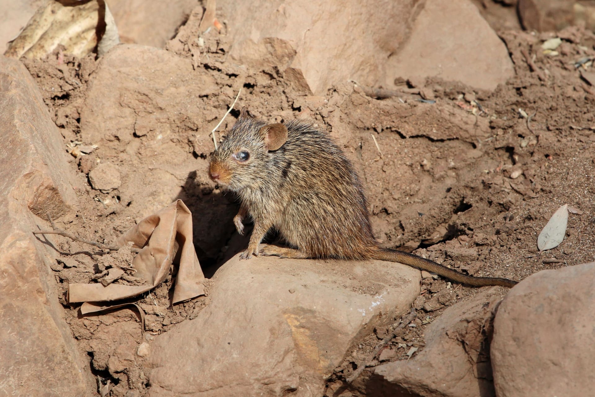 V Etiopii žije také příbuzná myš habešská (na snímku).
