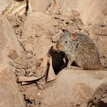 Habešská myš z Etiopie