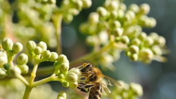 Euodia, evodie neboli ampák: Vysaďte si na zahradu včelí strom