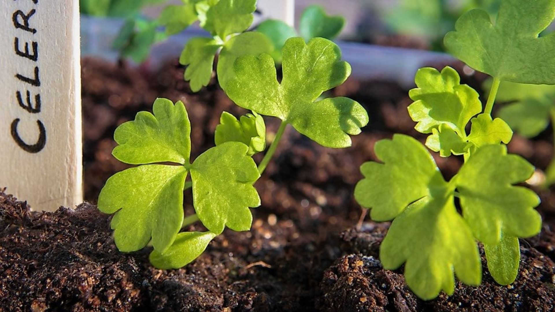 Jak pěstovat celer bulvový, řapíkatý i listový ze semen. S výsevem začněte už v únoru