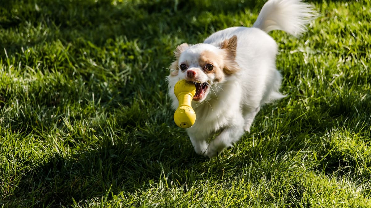 Dokážete svého psa zabavit i jinak než jen házením hraček?