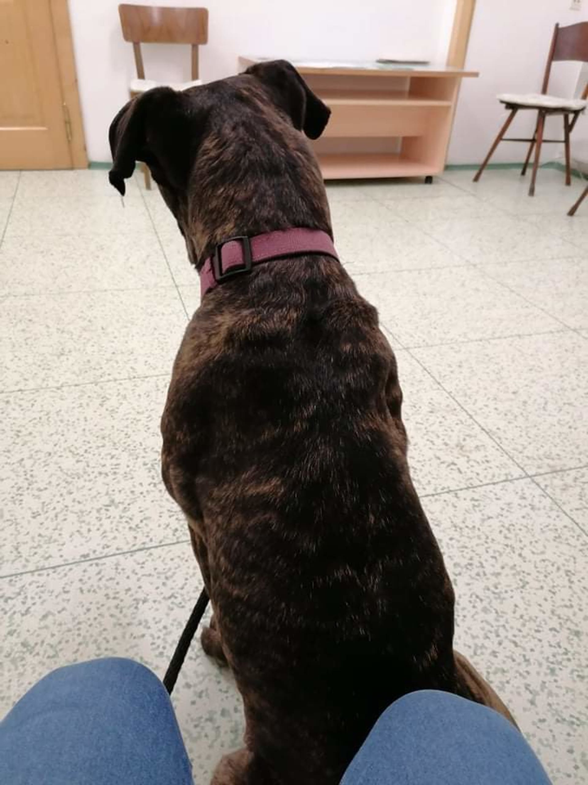 Bella v čekárně u veterináře
