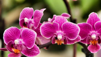 Orchideje rodu Phalaenopsis potřebují průhledný květináč a speciální substrát 