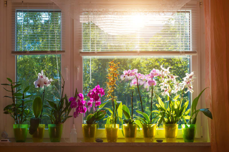 Můrovec vyžaduje vlhčí vzduch a rozptýlené osvětlení, proto rostlinu chráníme před přímými slunečními paprsky, které by ji poškodily, obzvlášť v létě. Květináč s orchidejí umístíme nejlépe k oknu, které je orientované na východ.