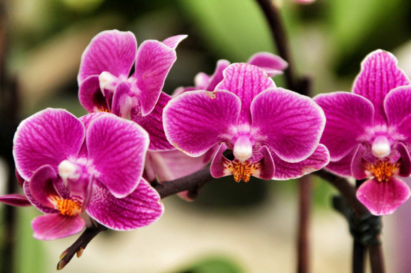 K nejodolnějším i nejatraktivnějším patří orchidej rodu Phalaenopsis, česky můrovec. Je ideální pro začínající pěstitele orchidejí. Jde o teplomilnou rostlinu, které pokojové teploty vyhovují a dobře snáší i nižší vzdušnou vlhkost v bytě. 