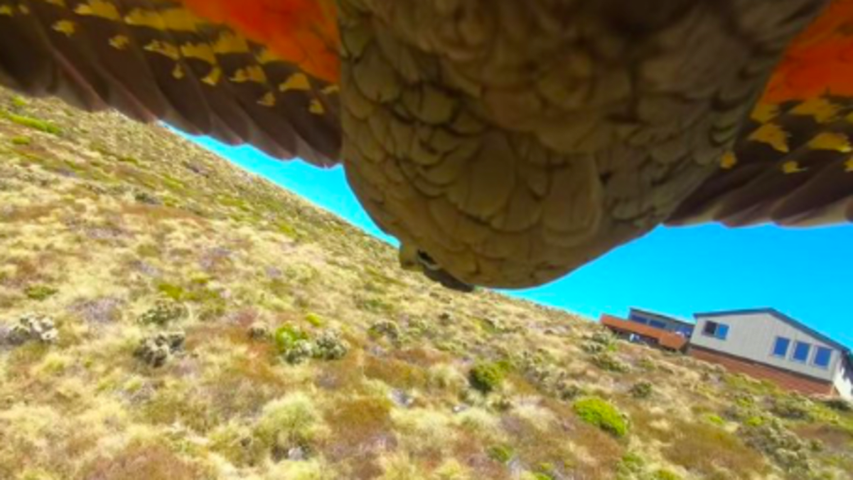 Papoušek ukradl turistům kameru a natočil svůj let