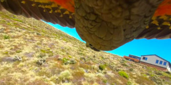 Papoušek na Novém Zélandu ukradl turistům kameru. Opeřený kleptoman natočil svůj let