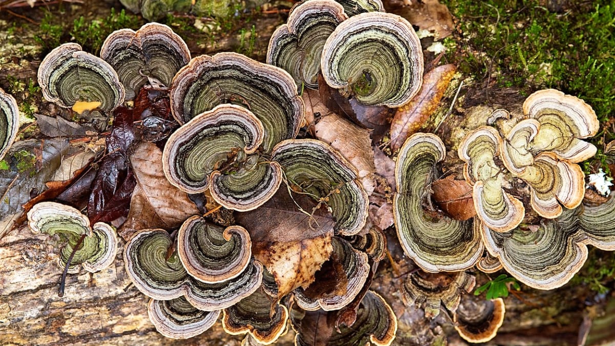 Outkovka pestrá je houba nejedlá, ale obsahuje množství léčivých látek, jejichž antivirových a antibakteriálních účinků se využívá už tisíce let v tradiční čínské medicíně, kde se jí říká yunzhi