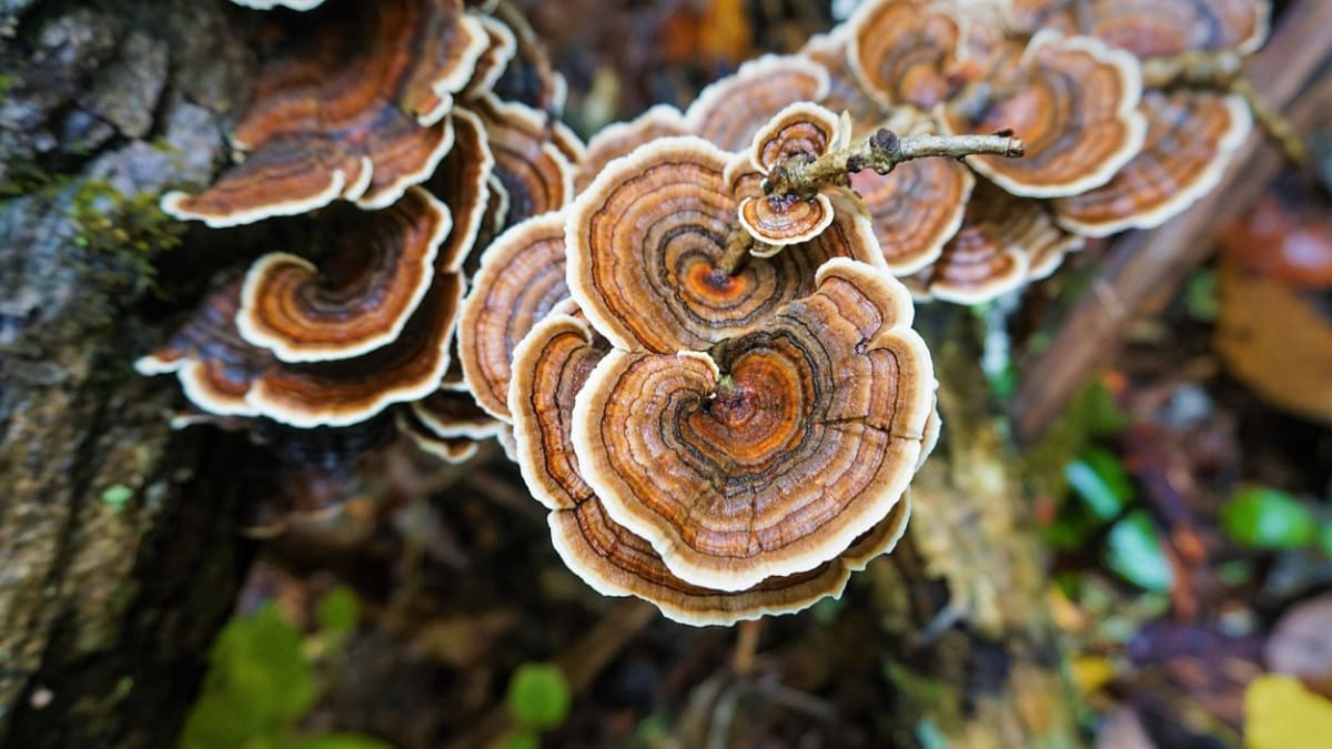 Outkovka pestrá je nejedlá, nicméně pozoruhodná léčivá houba s protirakovinnými účinky