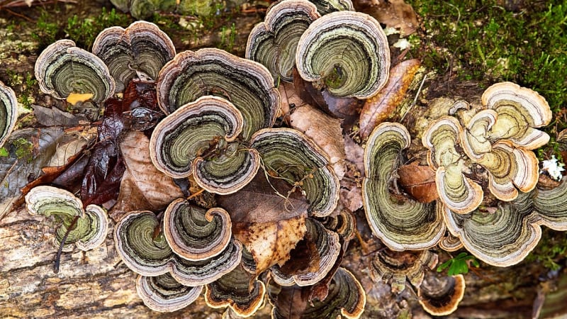 Outkovka pestrá (Coriolus versicolor či Trametes versicolor) je nejedlá, typická dřevokazná houba. Na chorošovitou, tedy dřevnatou outkovku pestrou snadno narazíme i v zimě, sbírá se od podzimu do jara.