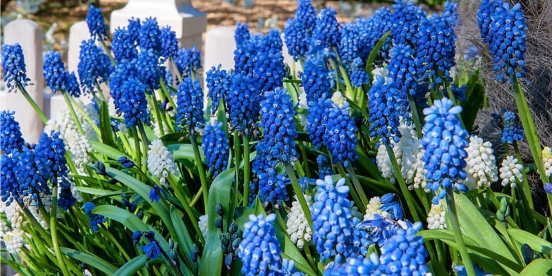 Existuje asi čtyřicet různých druhů modřenců. Jejich malé zvonkovité květy rostou tvoří malé hrozny, které jsou většinou modré, ale taky mohou být fialové, růžové, bílé, některé kultivary jsou dvoubarevné. 