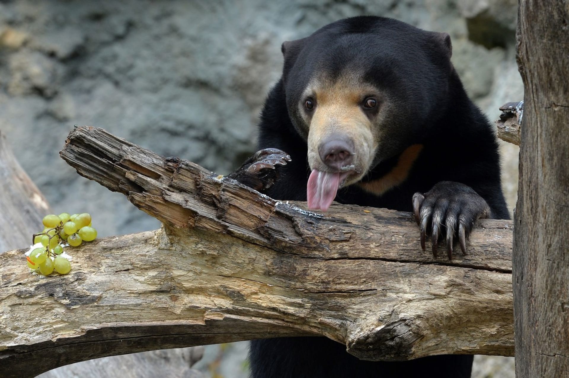 V zoo v Ústí nad Labem můžete vidět medvěda malajského.