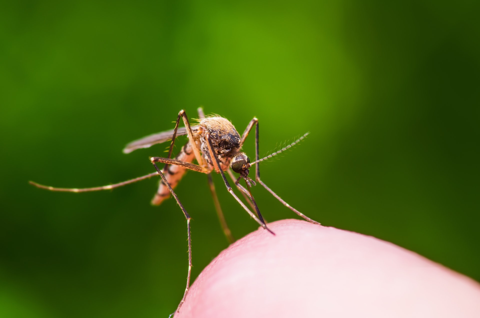Otravný hmyz bez šance: Co platí na mravence, klíšťata, komáry nebo blechy?