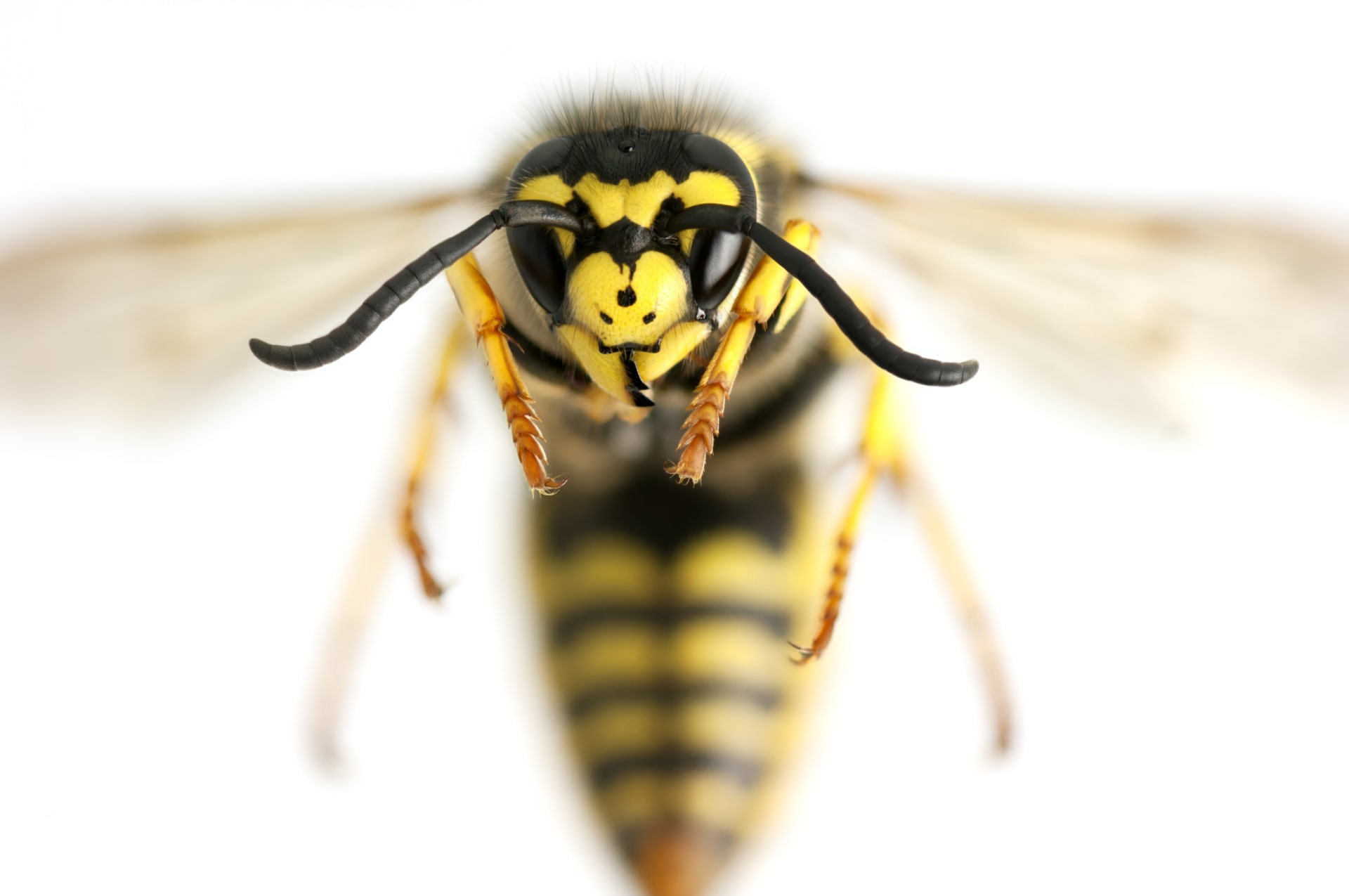 Štípance a bodnutí: Víte, který hmyz je nejnebezpečnější a jak se bránit?