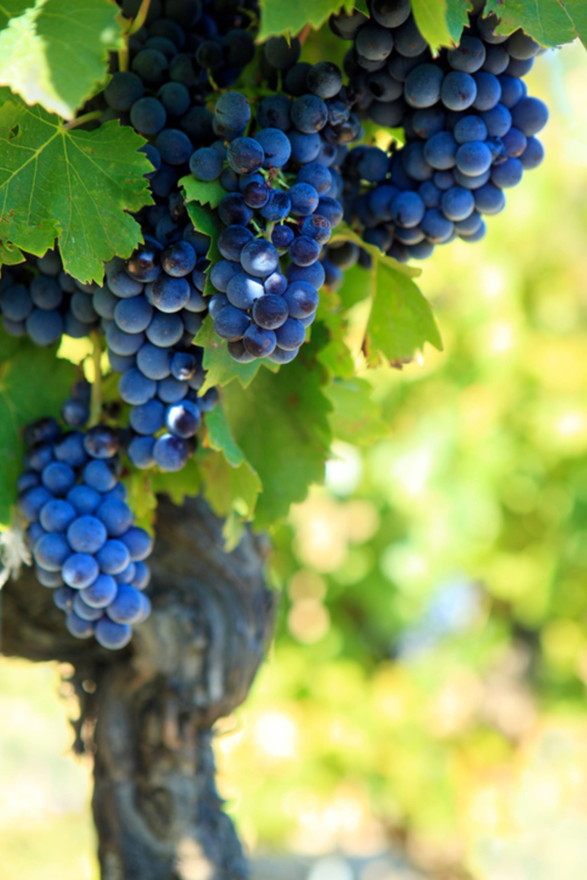 Hroznové víno je zdrojem melatoninu.