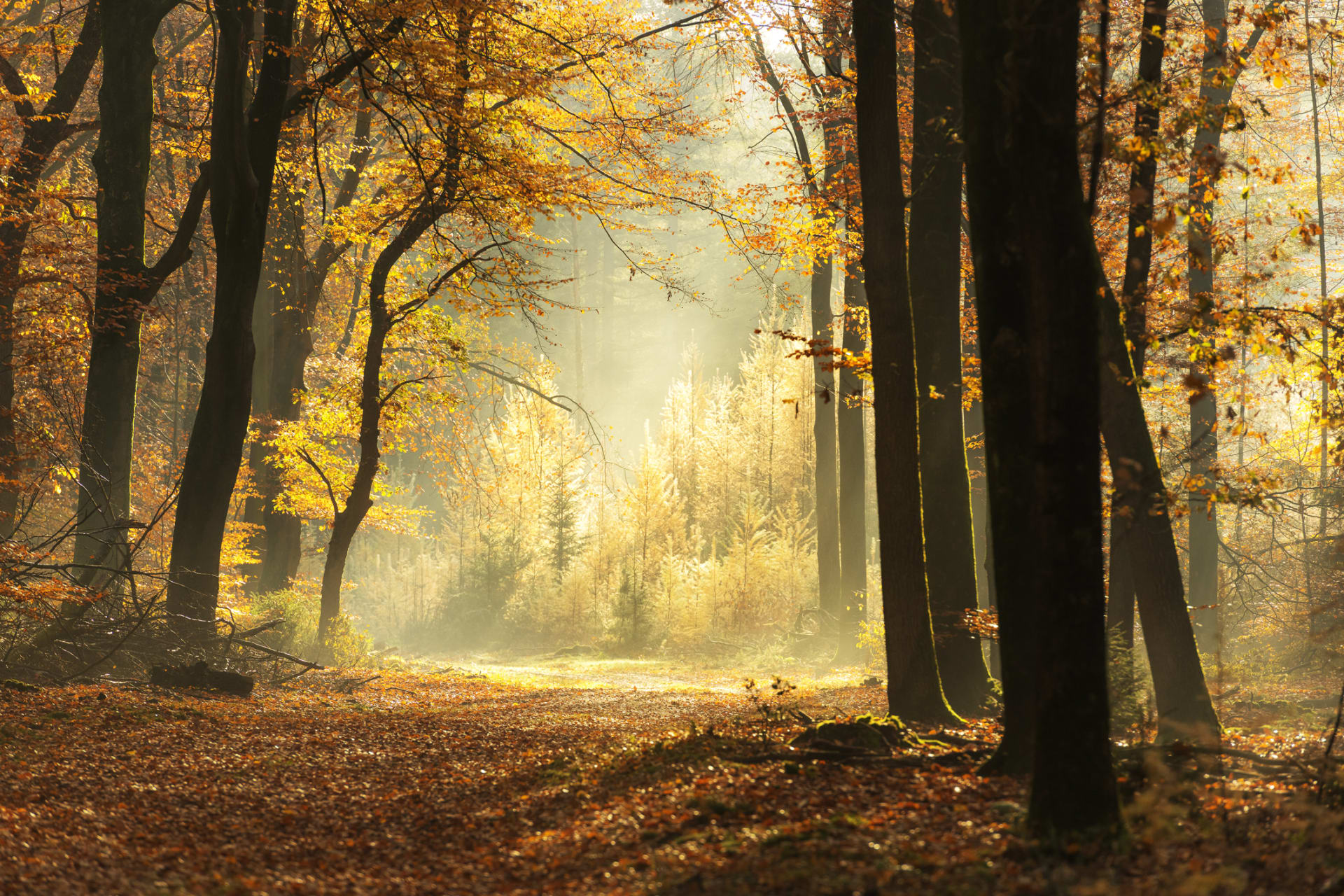Vyrážejte co nejvíce do přírody, která vás nabije energií. Letošní podzim je krásný.