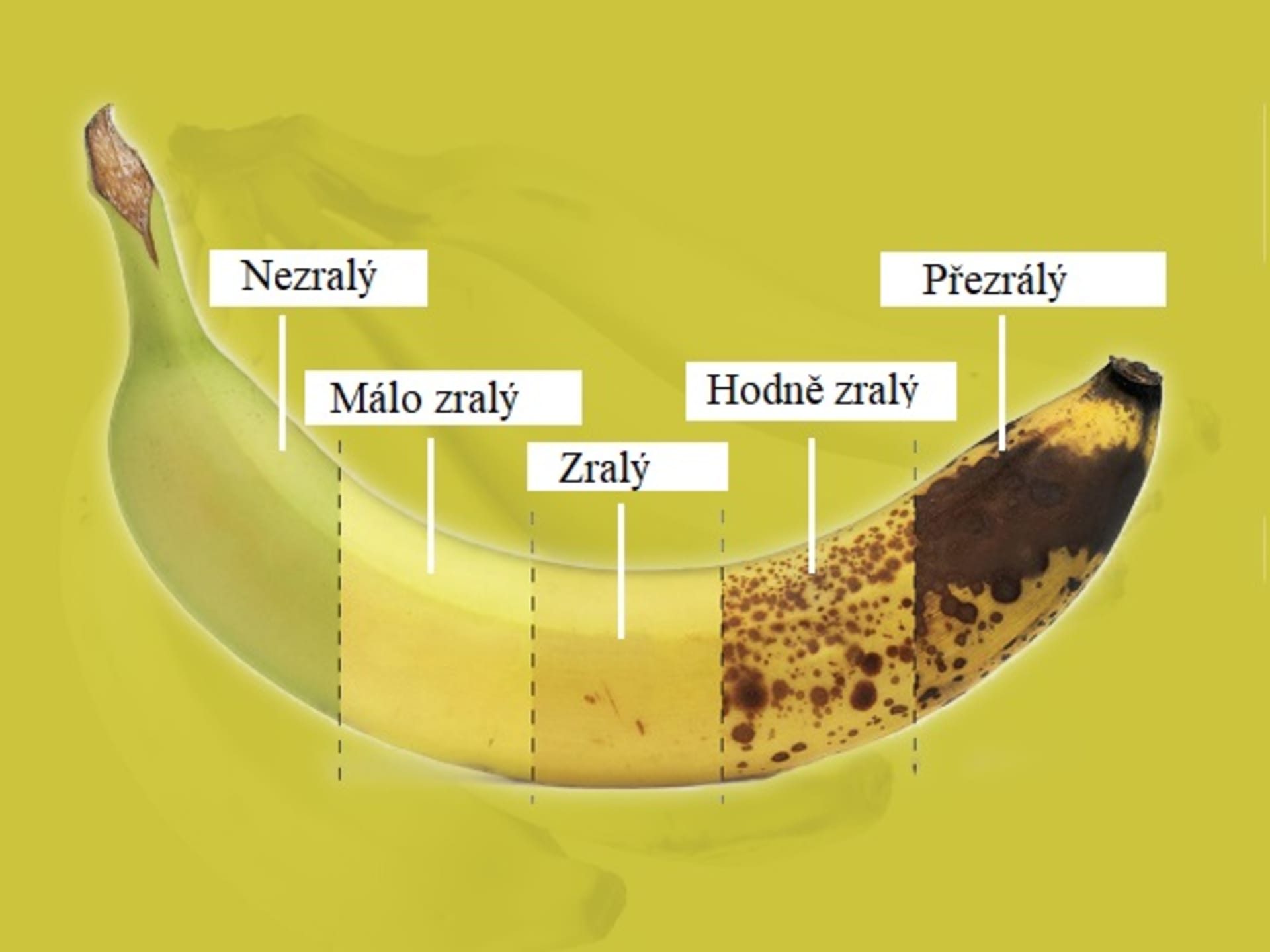 Stadia zralosti banánů