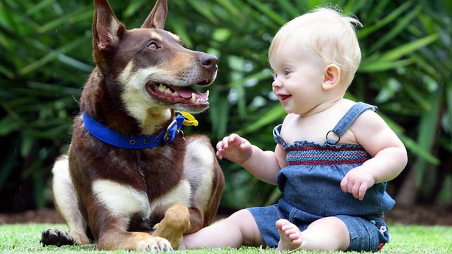 Pes je pro dítě skvělý kamarád, kterého je ale potřeba stále hlídat