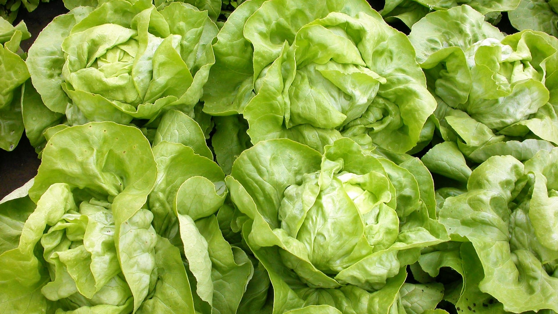 Hlávkový salát: Poloraná odrůda Merkurion s velkou hlávkou (350 – 380 gramů) má listy tuhé, hráškově zelené. Pyšní se perfektním zdravotním stavem. je resistentní k většině ras plísně salátové i virové mozaice salátu. 